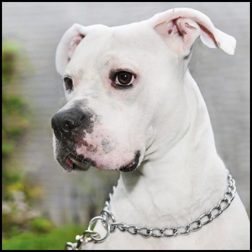 collier-chaine-chien-dogue-argentin