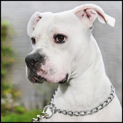 collier-chaine-chien-en-acier-inoxydable-pour-dressage-dogue-argentin