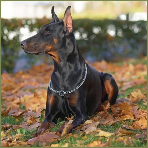 Collier chaine chien |Thor