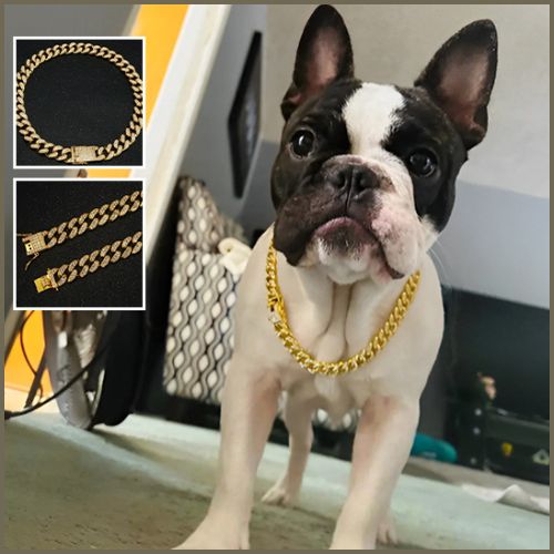 collier-chaine-chien_élégant-avec-strass-doree