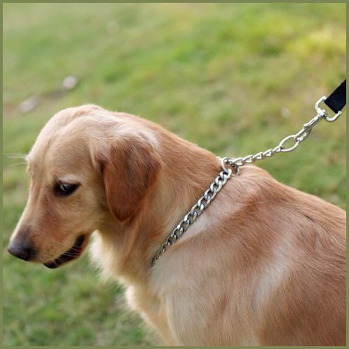 collier-chaine-chien_en-acier-inoxydable-pour-dressage-labrador
