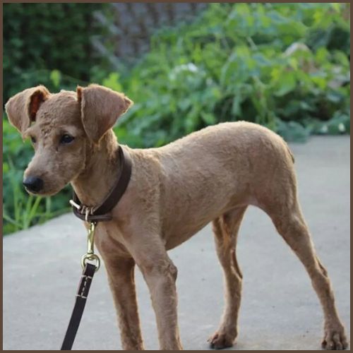 collier-chien-cuir-marron-résistant-et-confortable-petite-taille