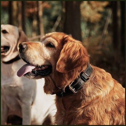 collier-chien_cuir-résistant-pour-tailles-moyenne-et-grande-noir