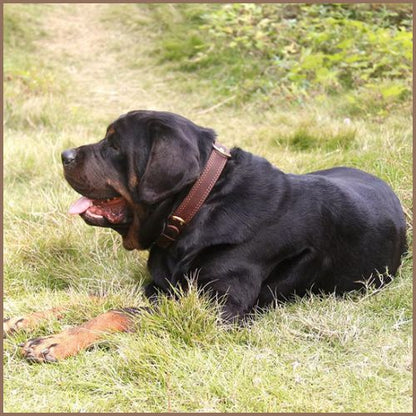 collier-chien_cuir-résistant-pour-tailles-moyenne-et-grande-cane