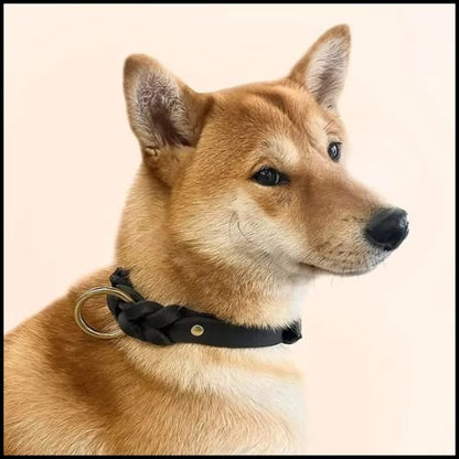 collier-chien-cuir-robuste-tressé-avec-laisse-shibainu