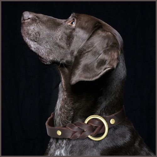 collier-chien-cuir-robuste-tressé-avec-laisse-marron
