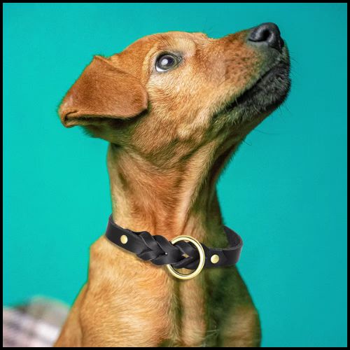 collier-chien-cuir-robuste-tressé-avec-laisse-noir