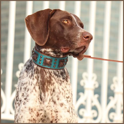 collier-chien-cuir_véritable-ajustable-et-confortable-vert