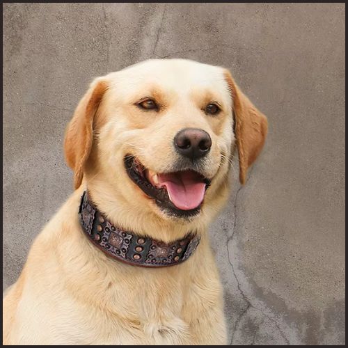 collier-chien-cuir_véritable-ajustable-et-confortable-noir