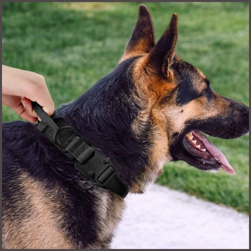 collier-chien_noir-de-dressage-avec-poignée-de-commande-malinois