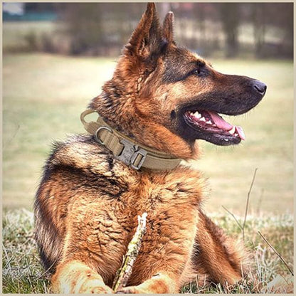 collier-chien_de-dressage-avec-poignée-de-commande-kaki