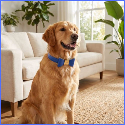 collier-chien-personnalise-avec-gravure-durable-bleu