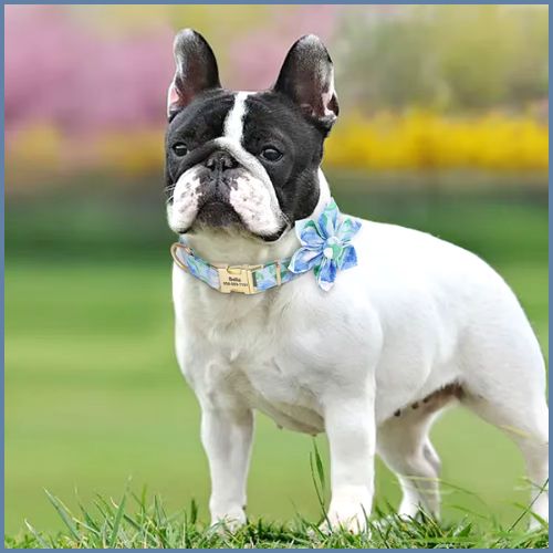 collier-chien-personnalise-avec-gravure-et-fleur-amovible_bleu