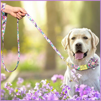 collier-chien-personnalisé-avec-gravure-et-laisse-assortie-violet