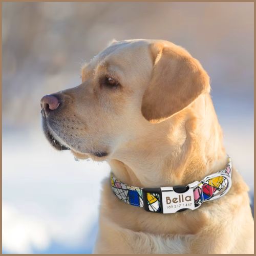 collier-chien-personnalisé-avec-gravure-sur-fermeture-en-métal-bella-blanc