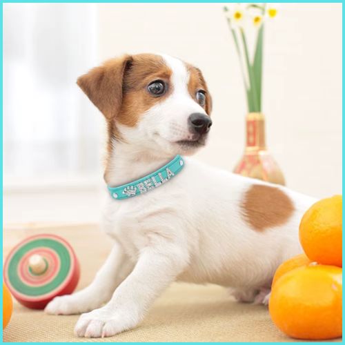collier-chien-personnalise_avec-lettres-en-strass-élégant-turquoise