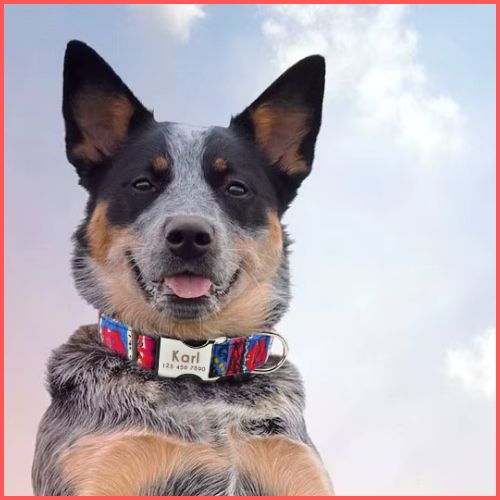 collier-chien-personnalisé-rouge_bleu