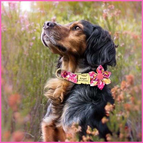collier-chien-personnalisé_avec-gravure-et-laisse-assortie-rose