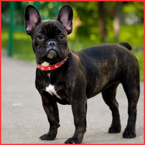 collier-chien-réglable-avec-picots-pour-toute-taille