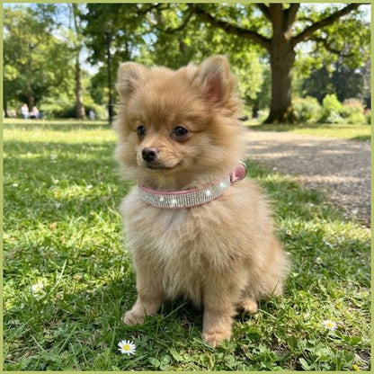 Collier chien strass pour petites et moyennes tailles |Brillant
