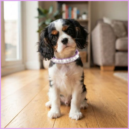Collier chien strass pour petites et moyennes tailles |Brillant