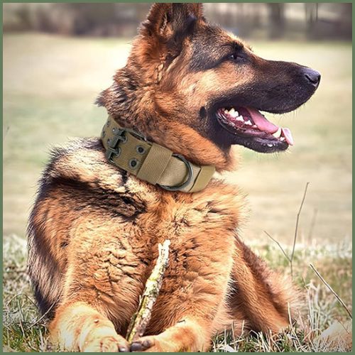 collier-chien_tactique-résistant-pour-moyen-et-grand-vert-berger