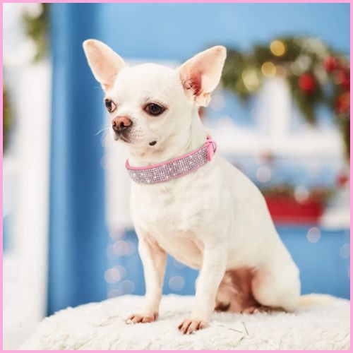 Collier chien |Brillant