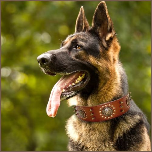 collier-chien_cuir-résistant-clouté-marron