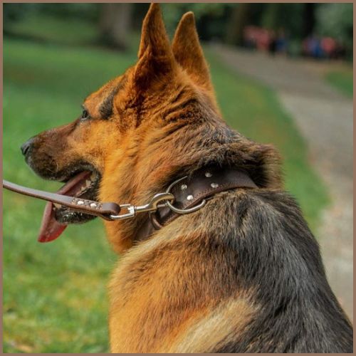 collier-chien_cuir-résistant-pour-tailles-moyenne-et-grande-berger-marron