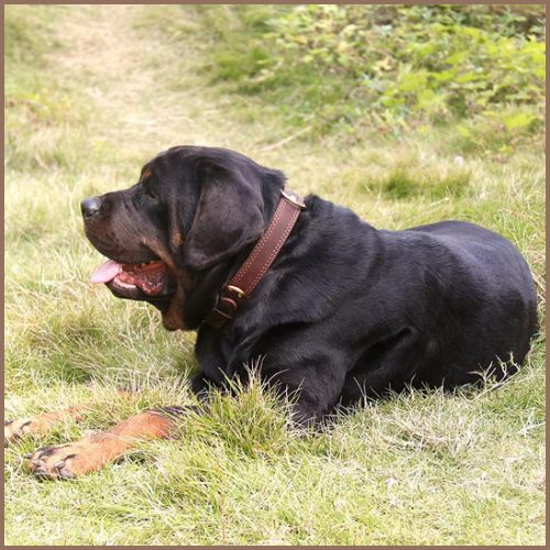 collier-chien_cuir-résistant-pour-tailles-moyenne-et-grande-cane