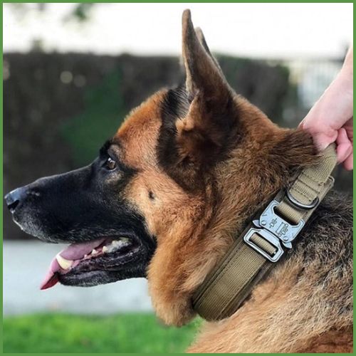 collier-chien_de-dressage-avec-poignée-de-commande-vert