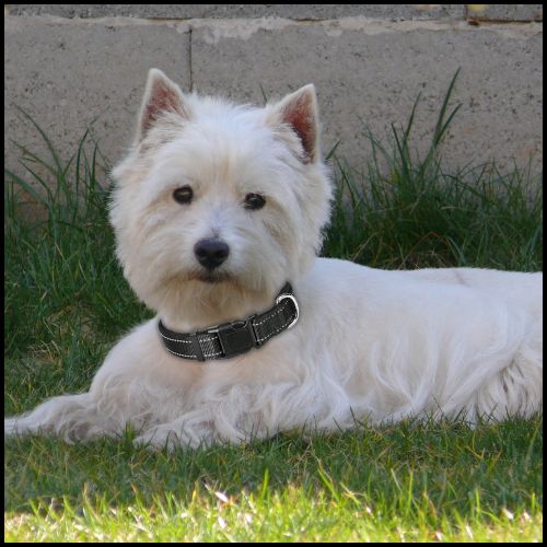 collier-chien_en-nylon-résistant-avec-couture-réfléchissante-noir