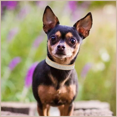 collier-chien-strass-pour-petites-et-moyennes-tailles-marron