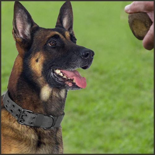 collier-chien_tactique-résistant-pour-moyen-et-grand-noir_malinois
