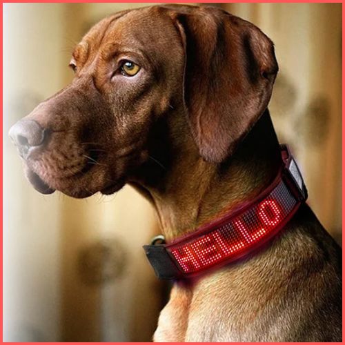 Collier-lumineux_chien-LED-connecté-avec-Bluetooth-rouge