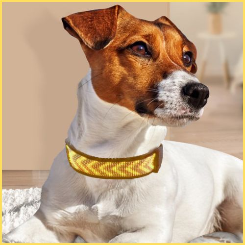 Collier-lumineux_chien-LED-connecté-avec-Bluetooth-jaune