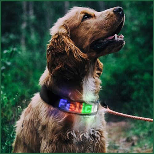 Collier-lumineux_chien-LED-connecté-avec-Bluetooth