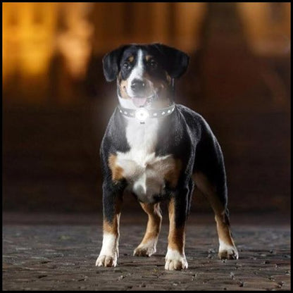 collier-lumineux-chien_pendentif-LED-blanc