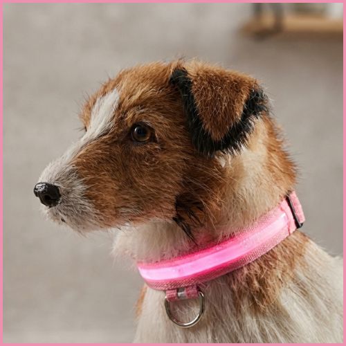Collier lumineux chien réglable à piles longue durée| Sky