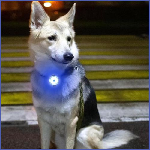 collier-lumineux-chien_pendentif-LED-bleu-loup