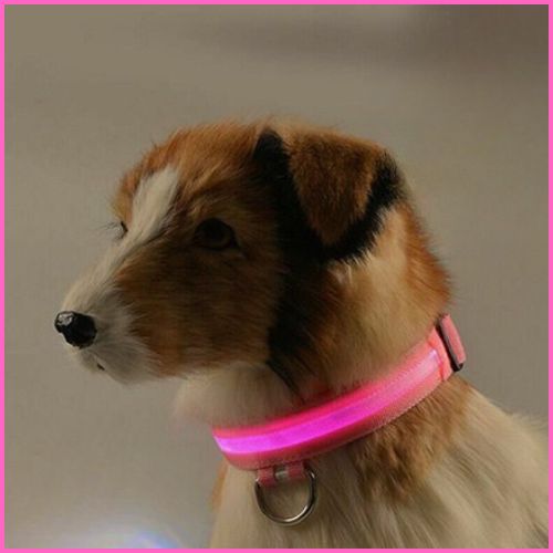 collier-lumineux-chien_réglable-à-piles-longue-durée-rose