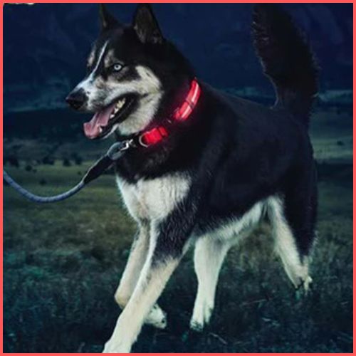 collier-lumineux-chien_réglable-à-piles-longue-durée-rouge