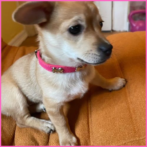 collier-pour-avec-décor-os-en-métal-rose-argent