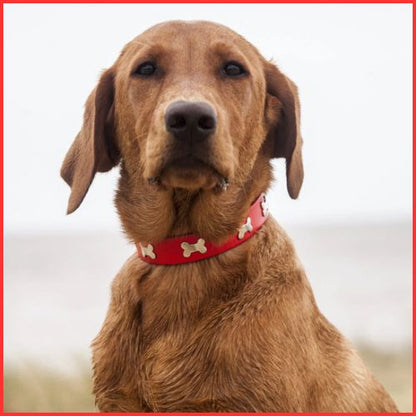 collier-pour-chien_ avec-décor-os-en-métal-doree