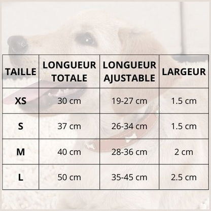 collier-pour_chien-avec-décor-os-en-métal
