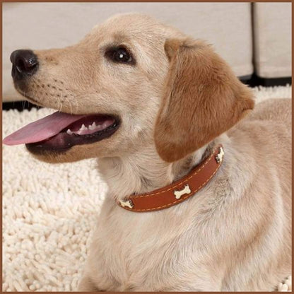 collier-pour-chien_avec-décor-os-en-métal-cafe
