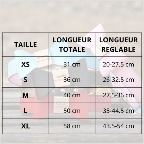 collier-pour-chien-personnalise-taille