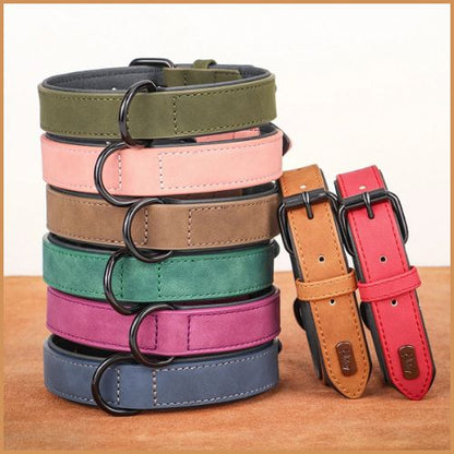 Collier_pour_chien-rembourré-anti-frottement