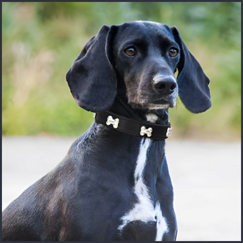 collier-pour-chien_avec-décor-os-en-métal-noir-os