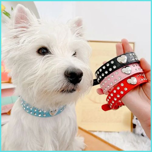 collier-pour-chien_avec-strass-pour-petit-et-moyen-turquoise-bichon